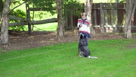 A boy is trainin a blue heeler puppy. Stock Footage 142490853