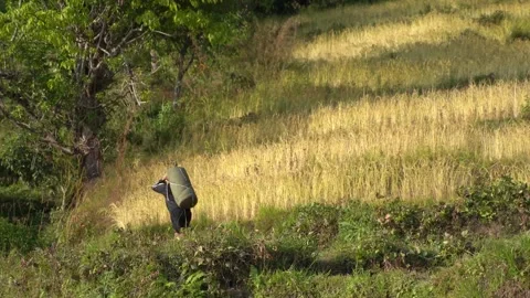 A boy transporting paddy to the village Stock Footage 270865129