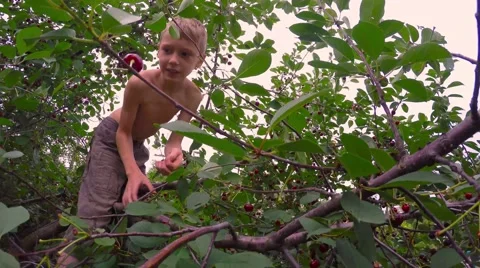 Boy in a tree and picking and collecting cherries. Video stock 51613088