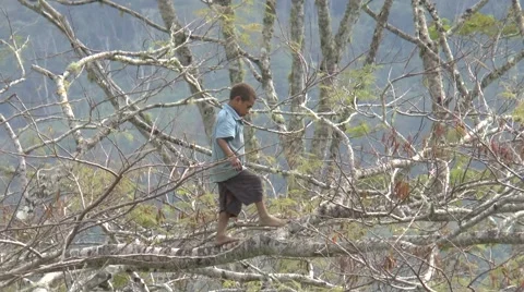 Boy on tree branches Stock Footage 57629561