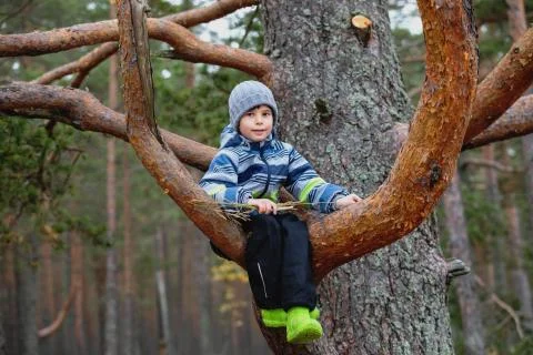 Boy in a tree. A child sits on a pine branch Stock Photos