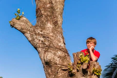 Boy Tree Dreaming Future Stock Photos