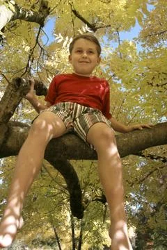Boy in a tree Stock Photos