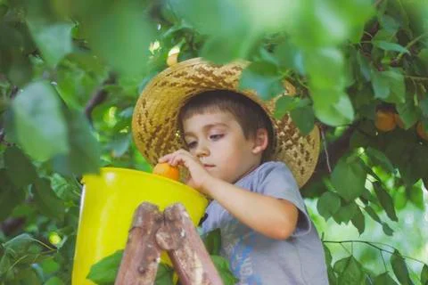 Boy in a tree picking apricots Stock Photos