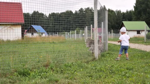 Boy tried to stand up for himself and threatened turkey not to scare him anymore 動画素材 260033699