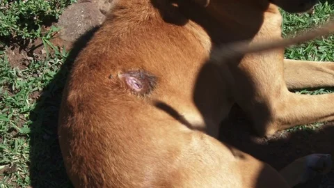 A boy tries to remove flies from a wounded dog 스톡 동영상 82091665