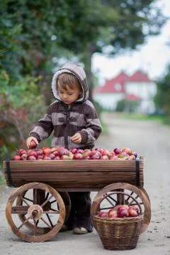 Boy with a trolley full of apples Stock Photos