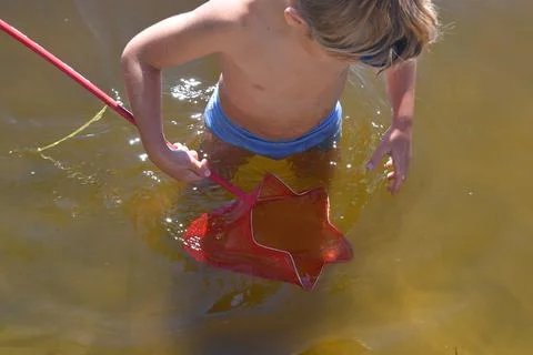 The boy is trying to catch a fish with a net. Stock Photos
