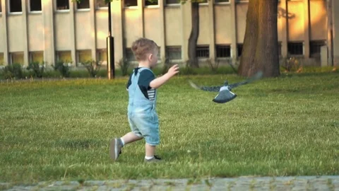 Boy trying to catch pigeon Stock Footage 79927251