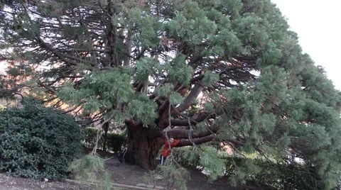 Boy trying to climb a tree. Vídeo Stock 46571876
