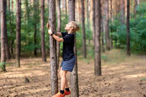 Boy turis in a pine forest Stock Photos