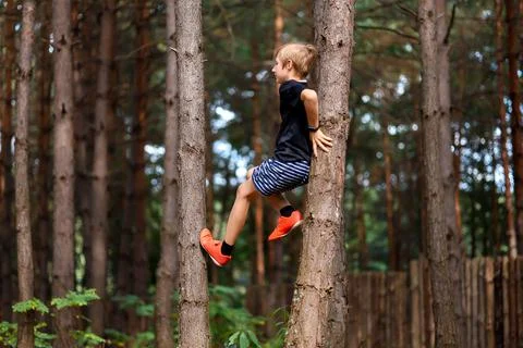 Boy turis in a pine forest Stock Photos