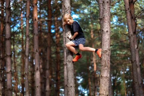 Boy turis in a pine forest Stock Photos