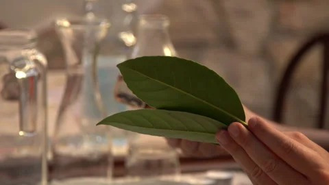 A boy with two leaves in his hand 50fps Stock-Footage 230443884