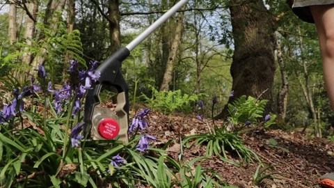 Boy Using Litter Picker To Remove Plastic Bottle From Wild Bluebell Flowers Stock Footage 106871378