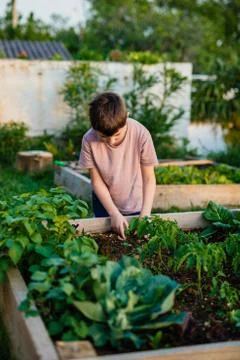 Boy in a vegetable garden Stock Photos