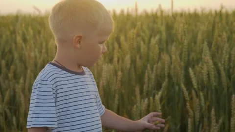 A boy walk through a wheat field during sunset and touche green ears of wheat Stock Footage 256884889