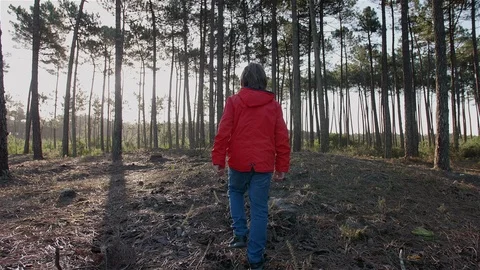 Boy walking alone and contemplating the forest. Stock Footage 100586391