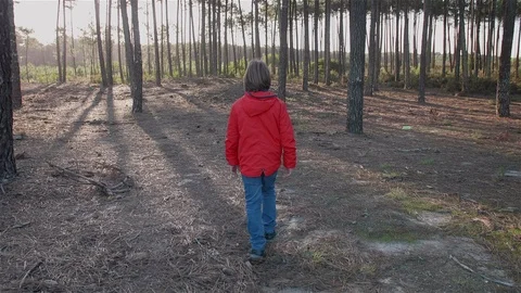 Boy walking alone and contemplating the forest. Stock Footage 100586399