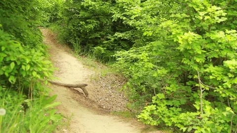 The boy is walking along a forest trail Stock Footage 76431341