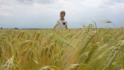 The boy is walking along the wheat field 库存影片 77254752
