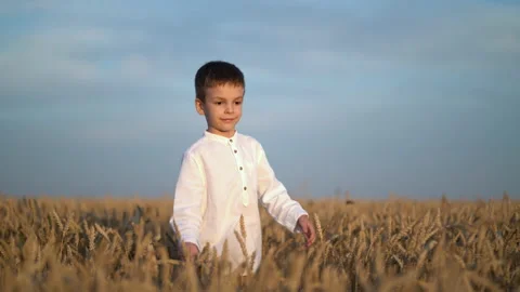 Boy walking and touching wheat ears on the field Stock-Footage 157286489