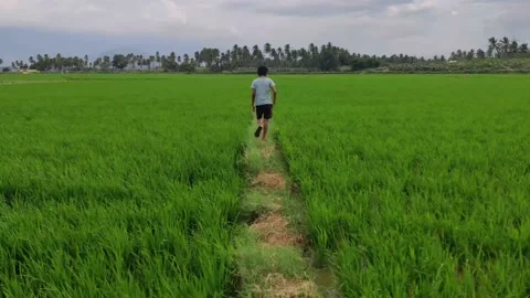A boy walking between farming fields Stock Footage 155761146