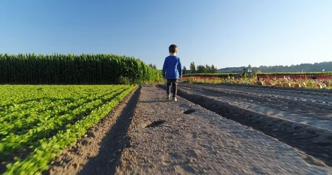 Boy walking in the crop field. Stock Footage 95730553