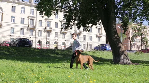Boy Walking with a Dog in Forest Stock Footage 52230235