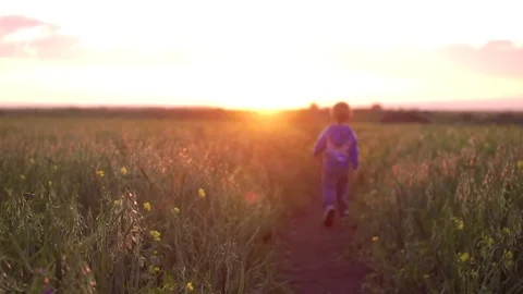 Boy walking in a field during sunset Stock Footage 84988636