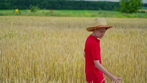 Boy walking in field of wheat Stock Footage 135603362