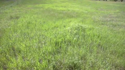 Boy walking on green meadow Stock Footage 50127126