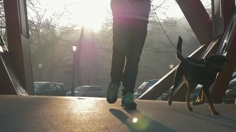 A boy walking his dog Video stock 57347141