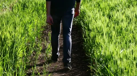 A boy walking on a path in a field of wheat  Stock Footage 11101131