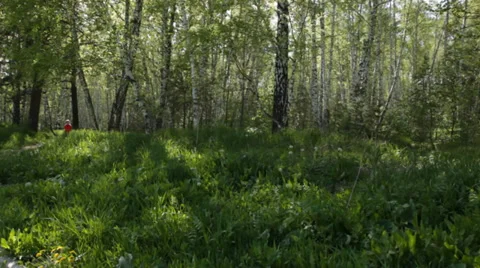 Boy walking in spring park Stock Footage 39587046