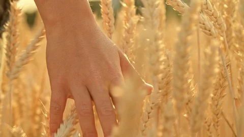 Boy walking through Cornfield while touching Corn with Hand Видео 120554048