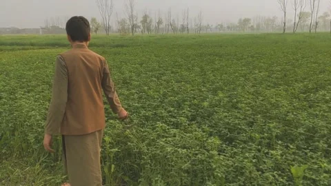 Boy Walking Through Green Rural Field in Morning Mist Video Clip Video stock 331765906