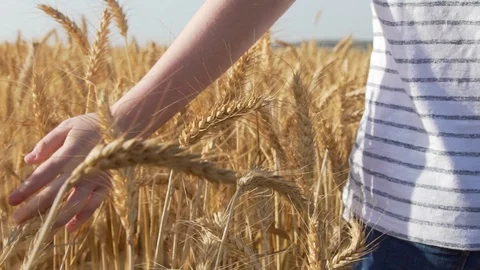 Boy Walking Through A Wheat Field And Touching A Golden Wheat Ea Vidéo 129649215