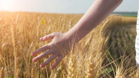 Boy Walking Through A Wheat Field And Touching A Golden Wheat Vidéo 129649449