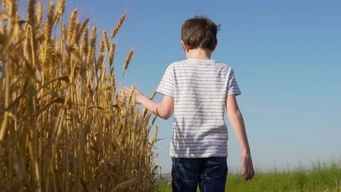 Boy Walking Through A Wheat Field And Touching A Golden Wheat Vidéo 129649743