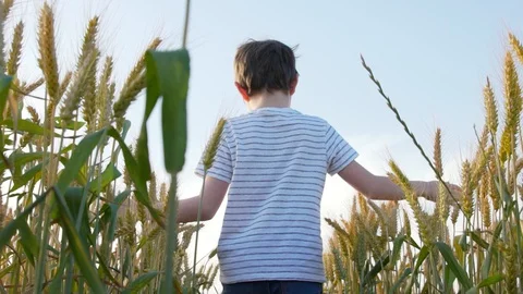 Boy Walking Through A Wheat Field And Touching Wheat Ear Vidéo 129650503