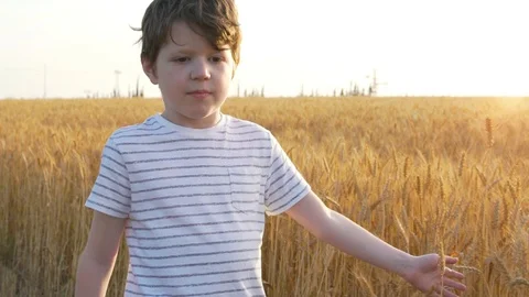 Boy Walking Through A Wheat Field And Touching A Golden Wheat Ear Vidéo 129650682