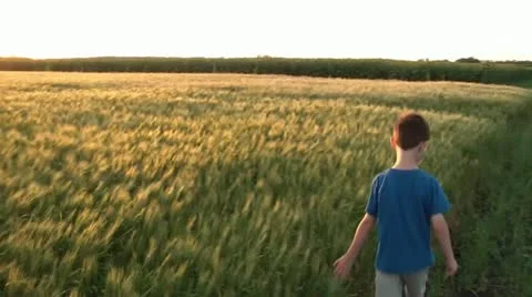 Boy Walks Next to Wheat Field at Sunset Vidéo 12571971