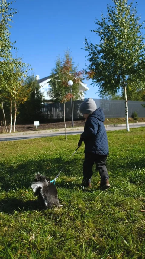 The boy walks a small dog that resists walking on the lawn, vertical video Stock Footage 232347302