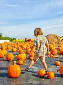 Boy walks through pumpkin patch Fall Season thanksgiving Stock Photos