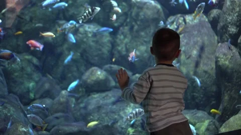 Boy watches vibrant fish school. Young boy exploring marine environment happily. 스톡 동영상 342074958