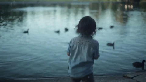 Boy Watching Ducks in a Pond Video stock 76032522