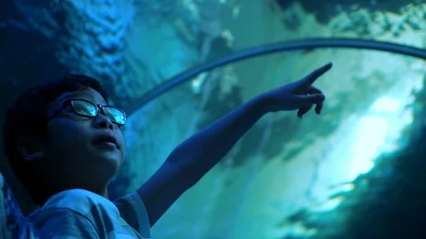 Boy watching fish in aquarium Stock Footage 90236941
