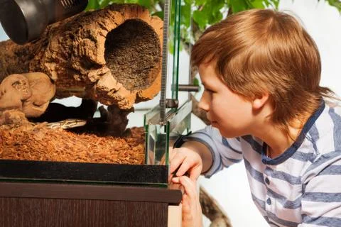 Boy watching Royal python at the terrarium Foto stock