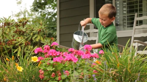 Boy watering plants Stock-Footage 61670375